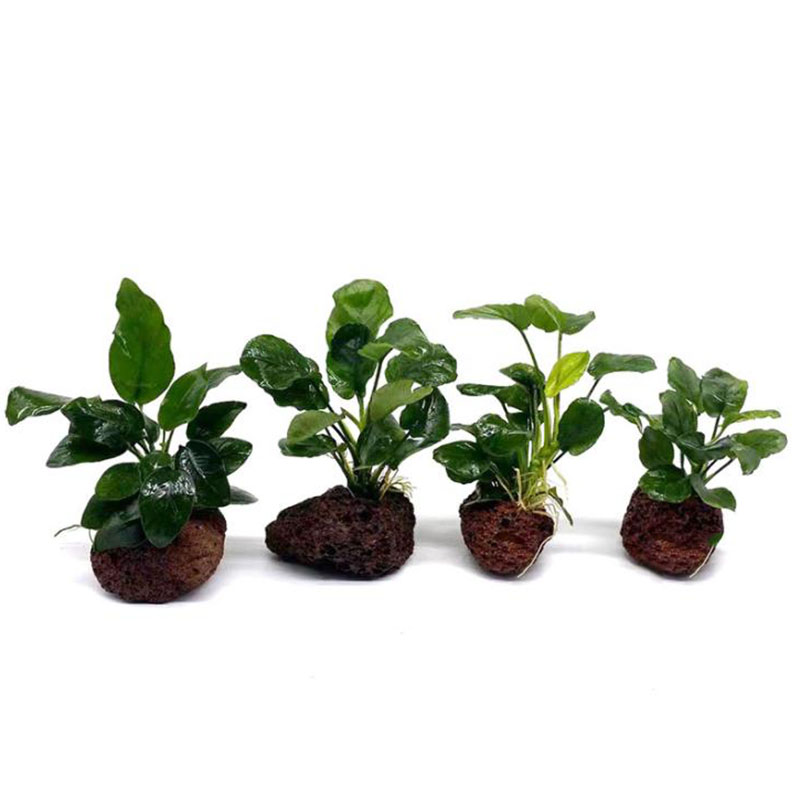 Volcanic Aquarium Decoration F - Aquarium Fish For Sale Online review and price
