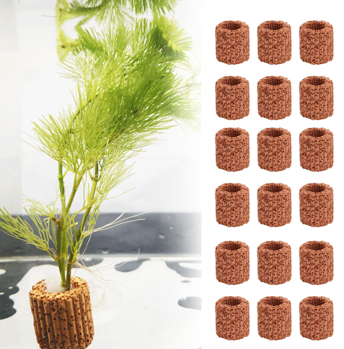 10/20Pcs Aquatic Water Plant F - Aquarium Fish For Sale Online review and price