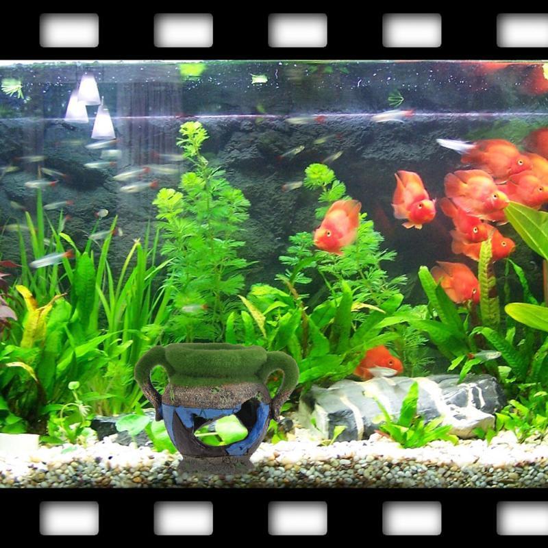 1pc Resin Vase with Moss Aquar - Aquarium Fish For Sale Online review and price