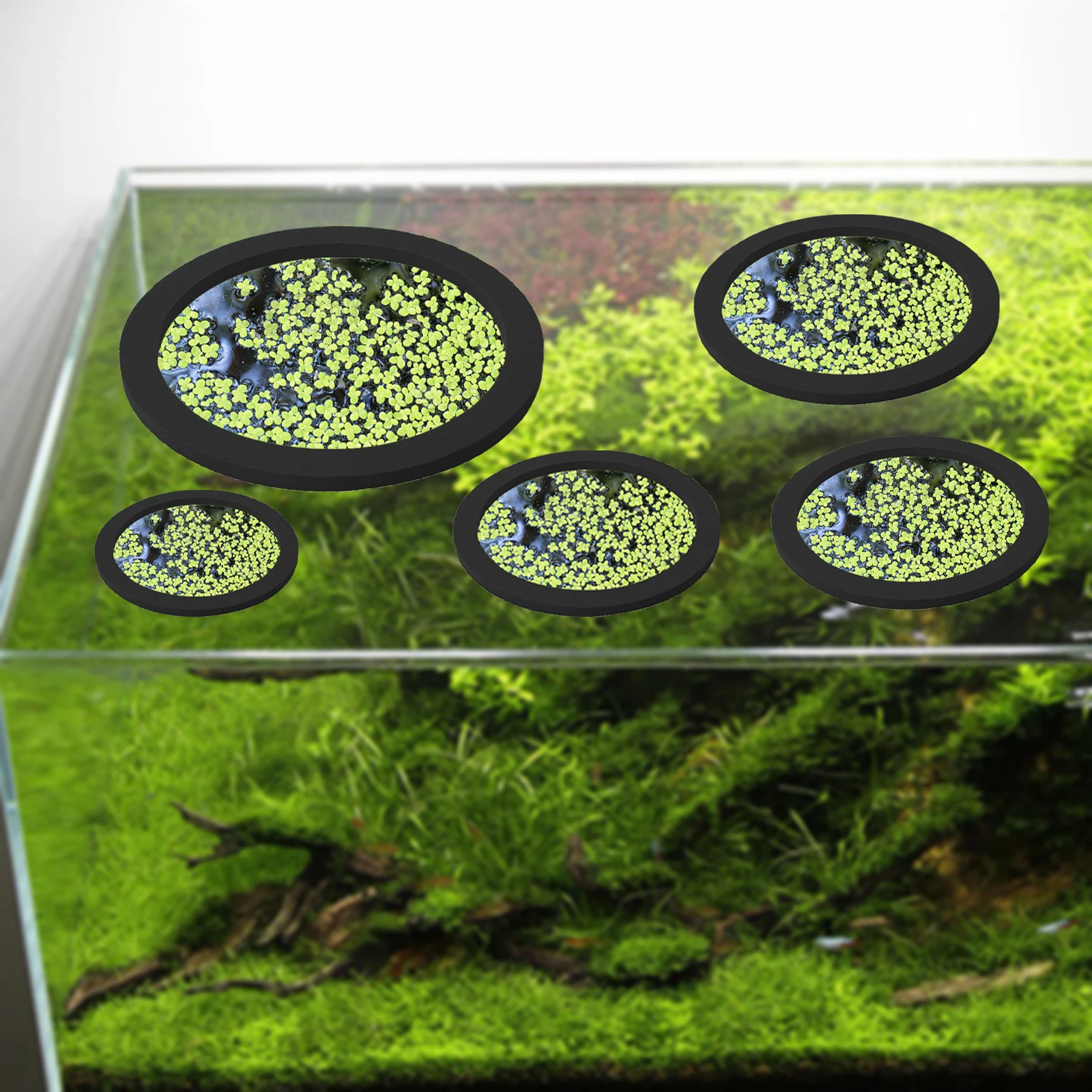 5Pcs EVA Fish Feeding Ring Aqu - Aquarium Fish Marine review and price