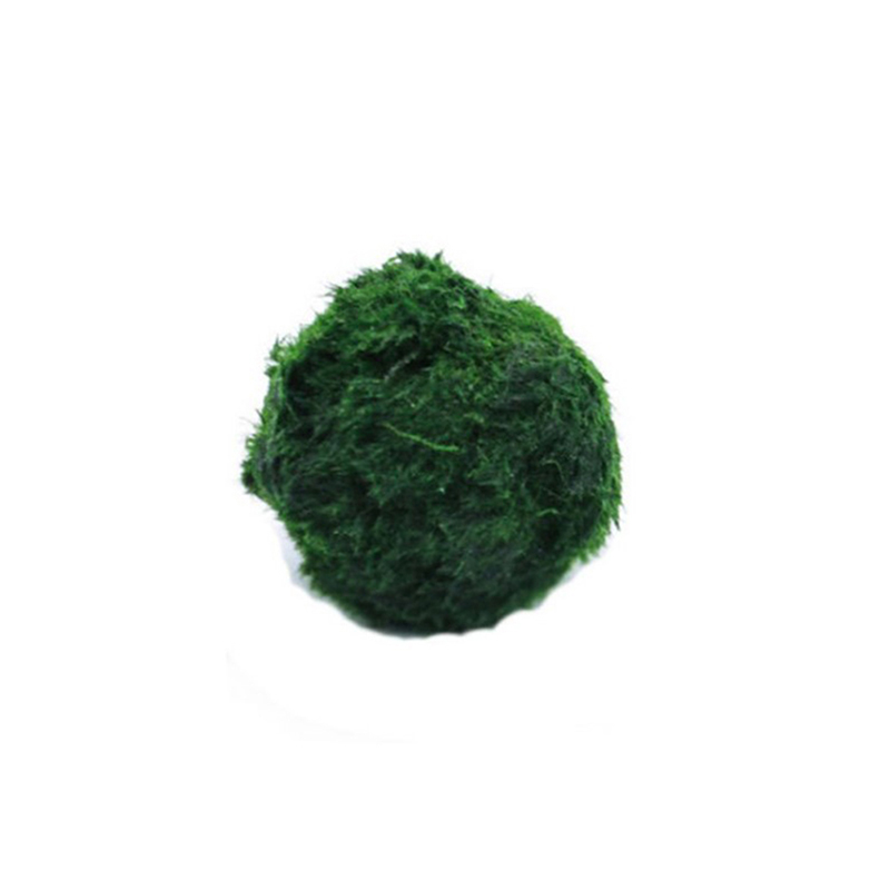 Marimo Moss Balls Live Aquariu - Aquarium Fish Green review and price