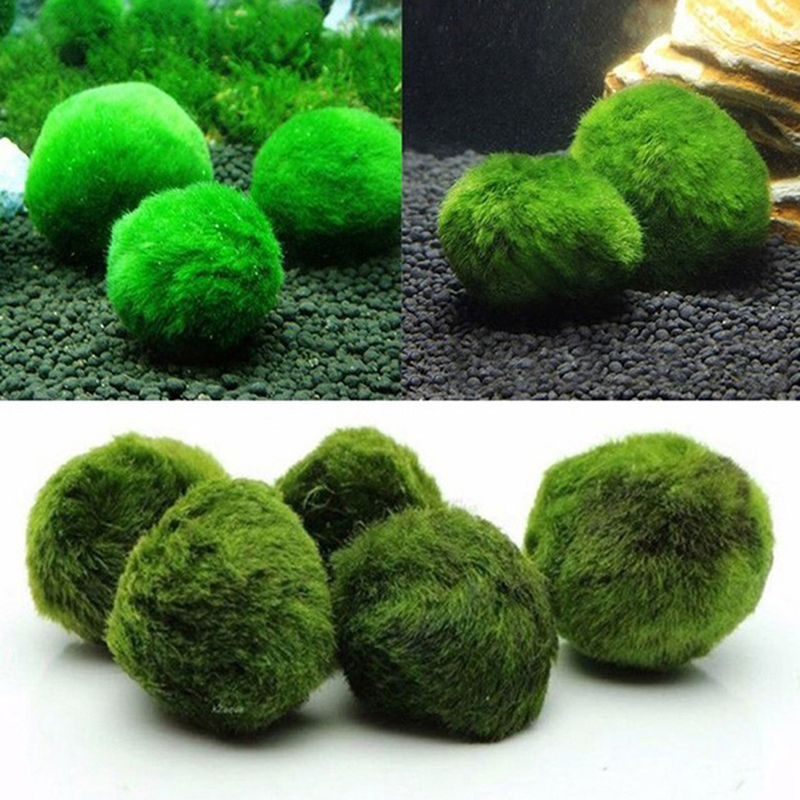 Marimo Moss Balls Live Aquariu - Aquarium Fish Green review and price
