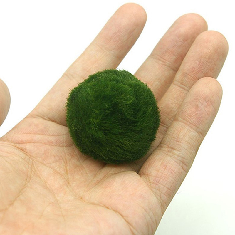 Marimo Moss Balls Live Aquariu - Aquarium Fish Green review and price