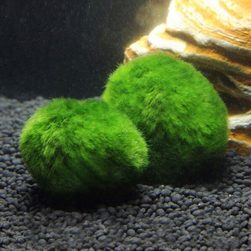 Marimo Moss Balls Live Aquariu - Aquarium Fish Green review and price