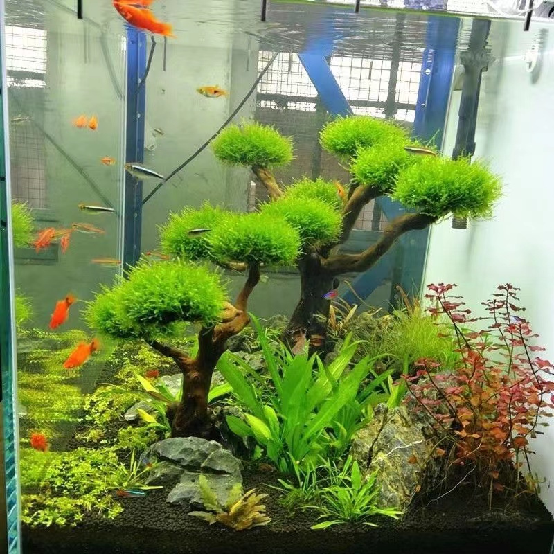 Fish tank greening wood frame  - Aquarium Fish Green review and price