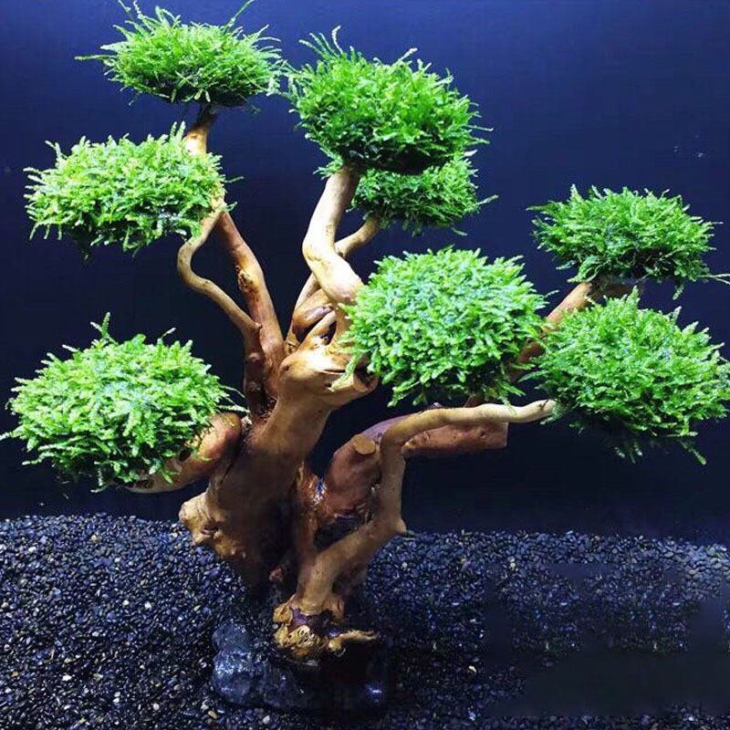 Fish tank greening wood frame  - Aquarium Fish Green review and price