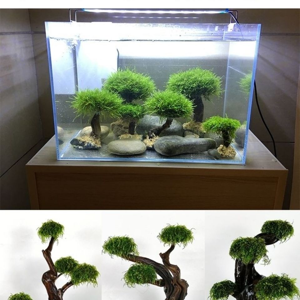 Fish tank greening wood frame  - Aquarium Fish Green review and price
