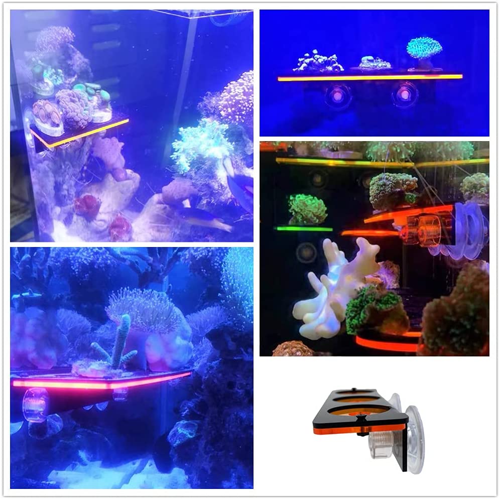 Fluorescent Coral Frag Plug Br - Aquarium Fish For Sale Online review and price